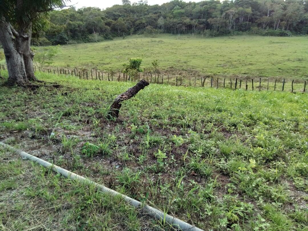 Pastos y arboleda de la finca